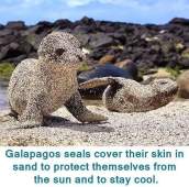 galapagos seal