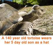 big & old tortoise