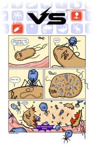 virus vs bacteria