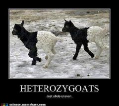 heterozygotes