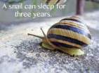 snail sleep
