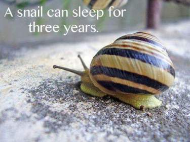 snail sleep