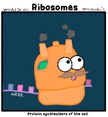 ribosome_gif_by_sarinasunbeam-d967sfa