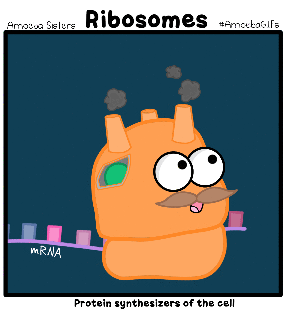 ribosome_gif_by_sarinasunbeam-d967sfa