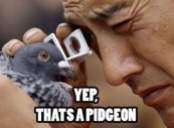pidgeon